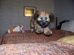 Rigby Jumping from bed to bed at hotel