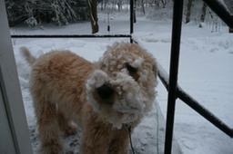 Coco in the Snow
