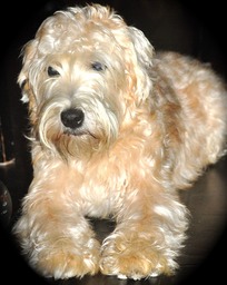 soft-coated-wheaten-terrier-1