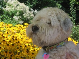 Q Malloy= He lived for 16 years. Hello Stephanie,Yesterday we sadly had to put our lovely Q 16 year old wheaten to sleep…. Off to heaven he went. I just wanted you to know as Q was born July 3 and you were his breeder. He was a true blessing to our family and our girls…. That was a pic of the girls on day one that we took him home. He was so happy and go lucky and very stubborn goofball. He will truly be missed and I wanted you to know he had a Amazing life with us. Thank you!! 🙏