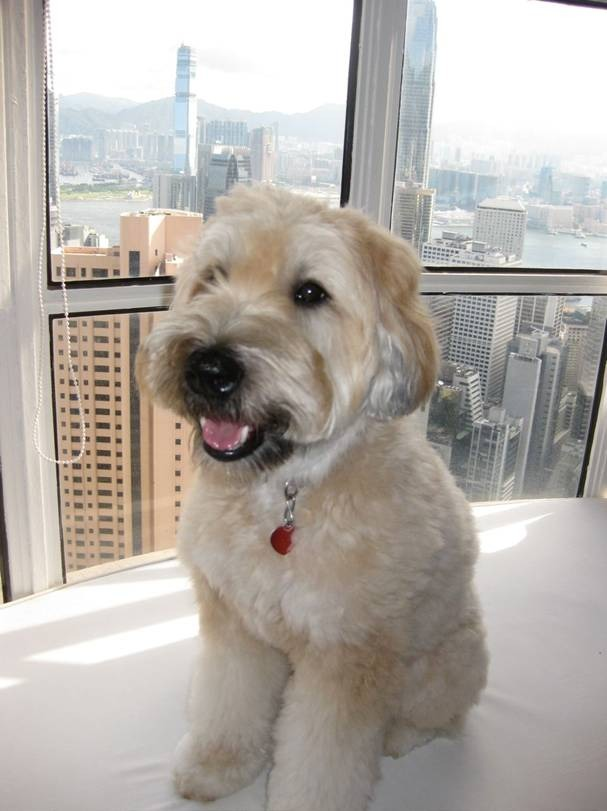 Briosca-moved-to-Hong-Kong.webp