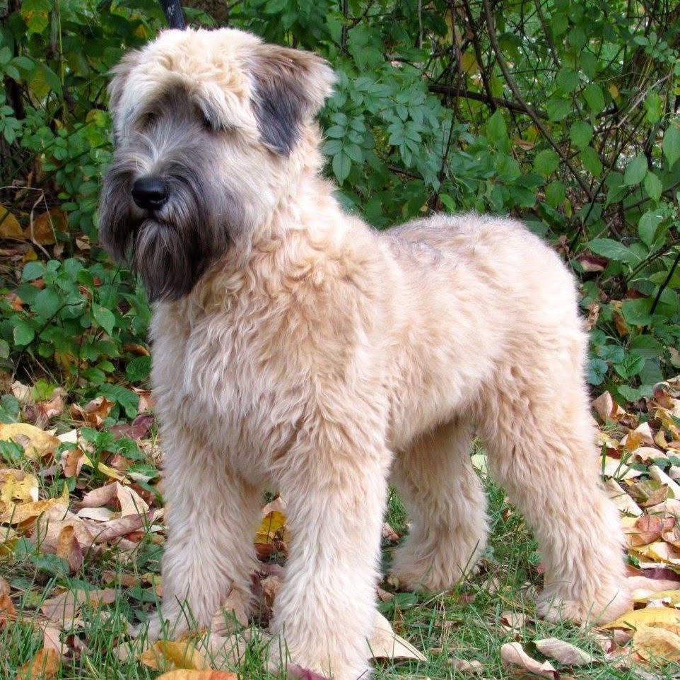 Beautiful Soft Coated Wheaten Terrier