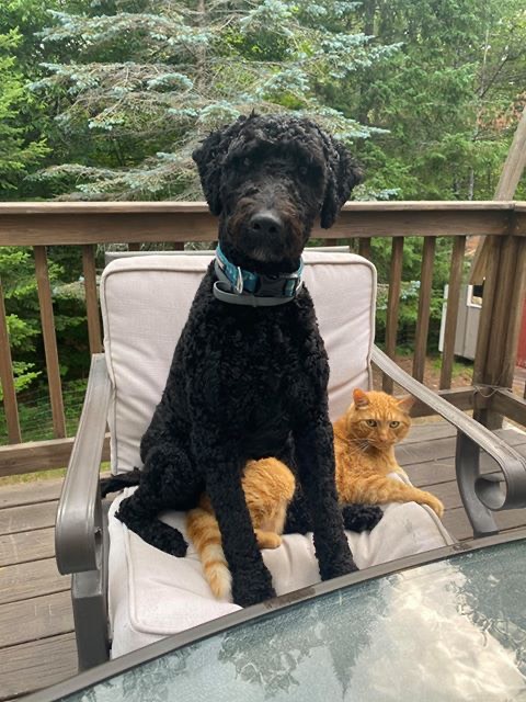Finnegan with his kitty sibling whodle