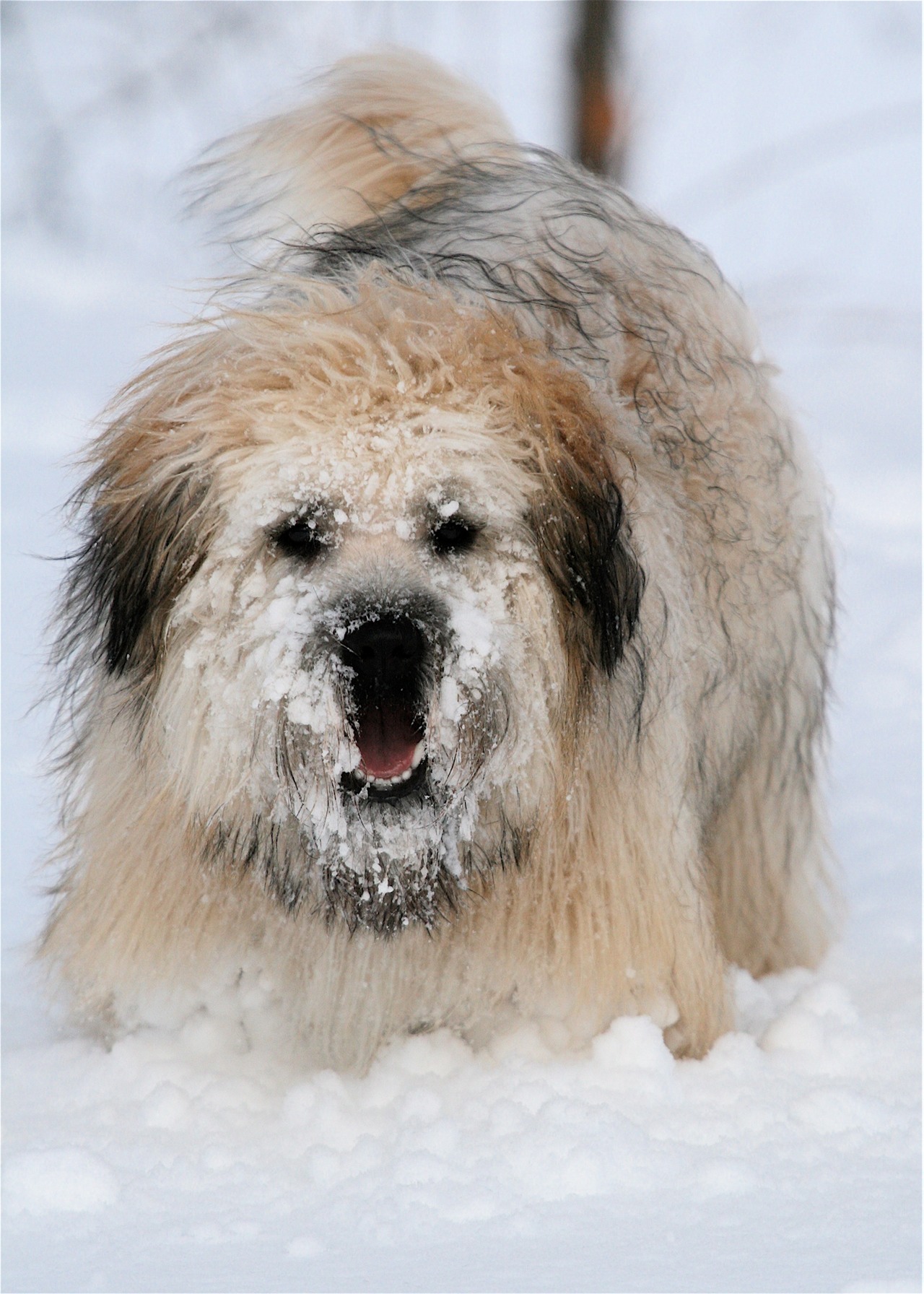 Mozart in snow