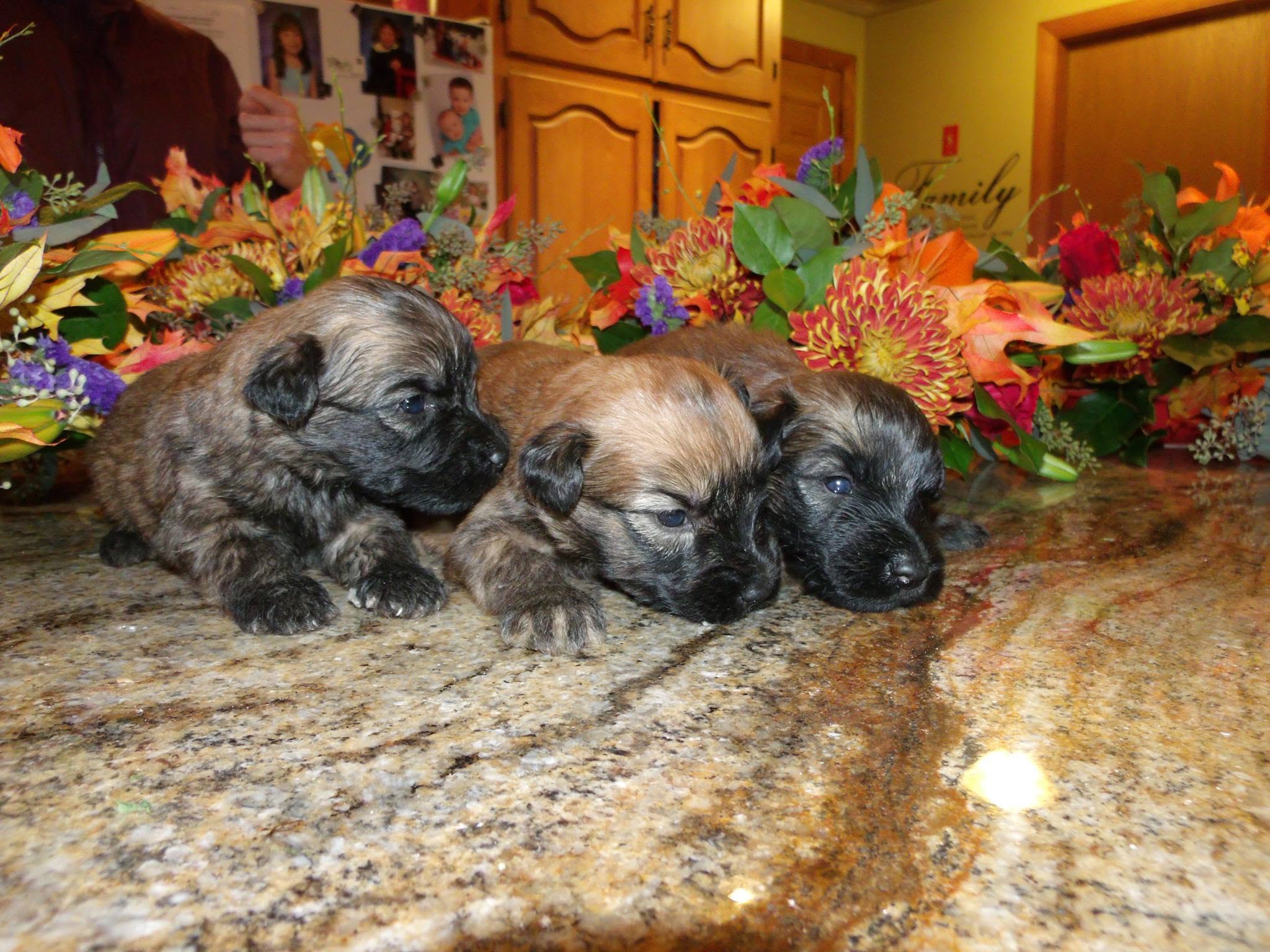 We are planning a litter of Soft Coated Wheaten Terrier puppies mid 2027. Please check back June of 2027. Hopefully I know more then.