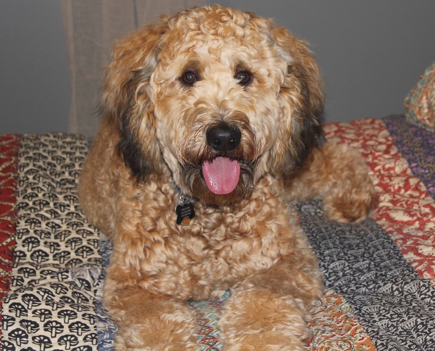 Whoodle Murphy