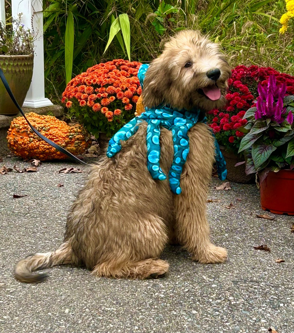 Whoodle pup with Halloween costume