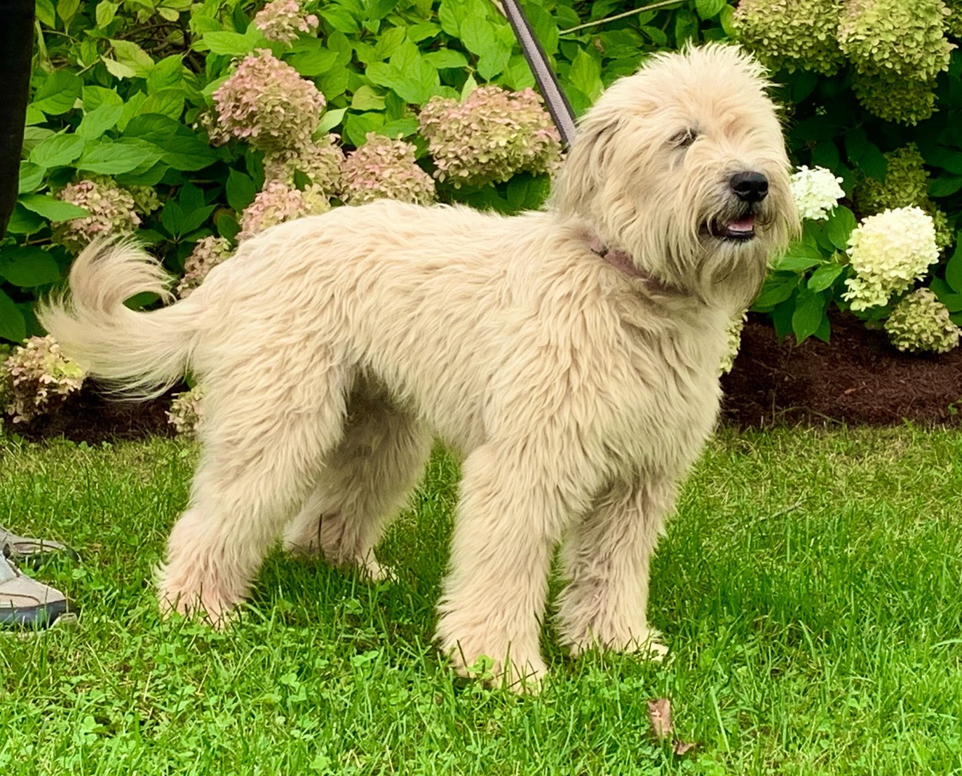 Beautiful Soft Coated Wheaten Terrier in front of hydrangeas