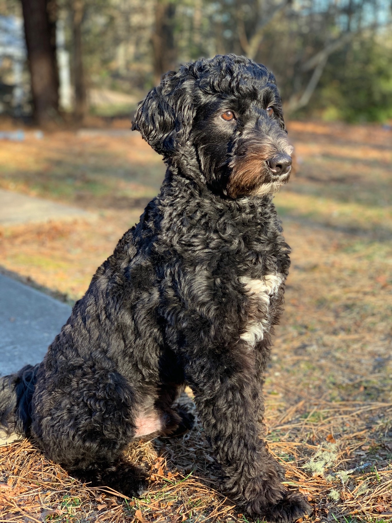 whoodle Max