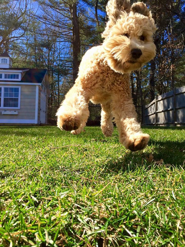 whoodle charlie