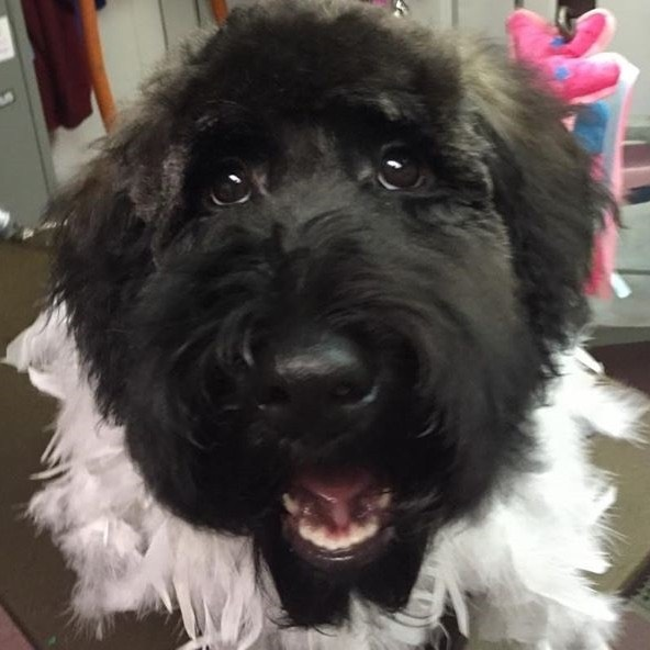 whoodle-lizzie-1-1.webp