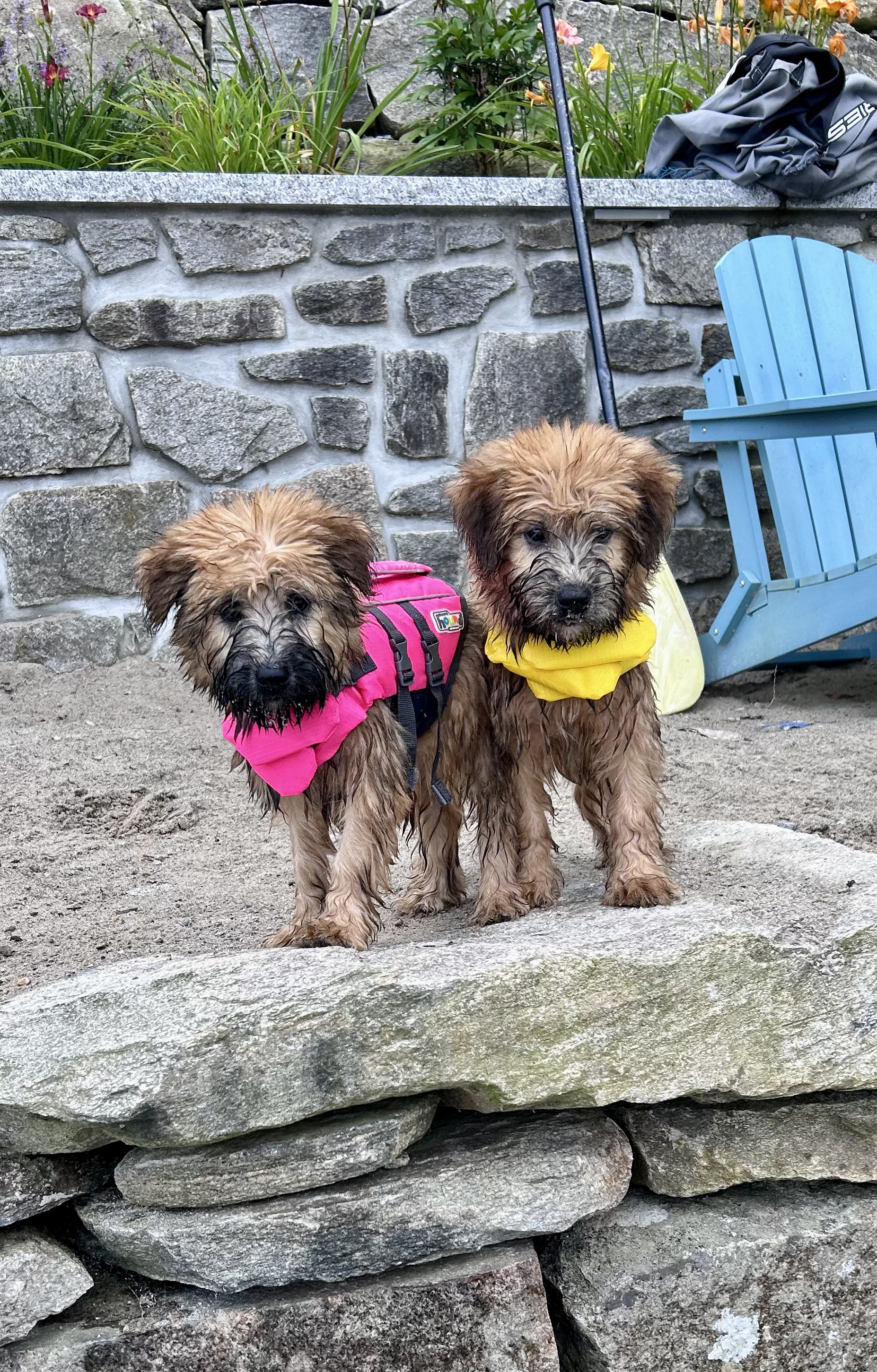 Wildfire Ridge puppies